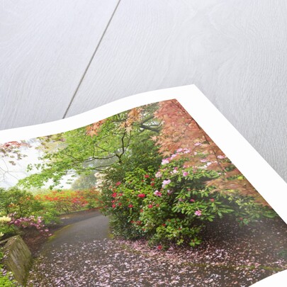 spring flowers in Crystal Springs Rhododendron Garden. Portland Oregon. by Anonymous