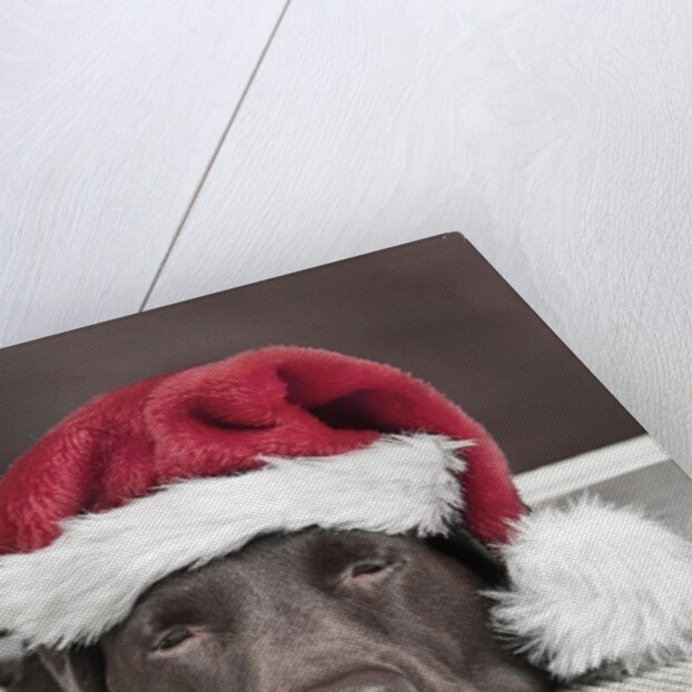 Labrador in santa hat sleeping by xmas tree by Anonymous