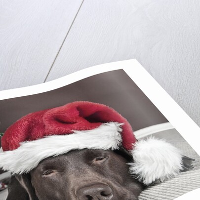 Labrador in santa hat sleeping by xmas tree by Anonymous