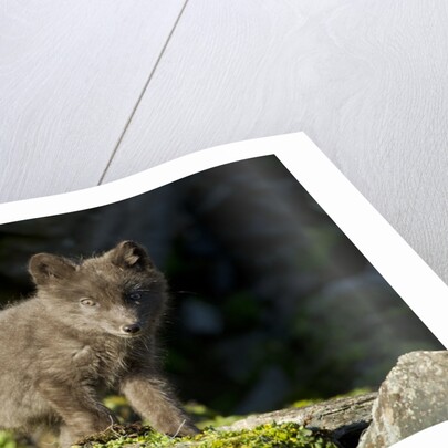 Arctic Fox, Svalbard, Norway by Anonymous