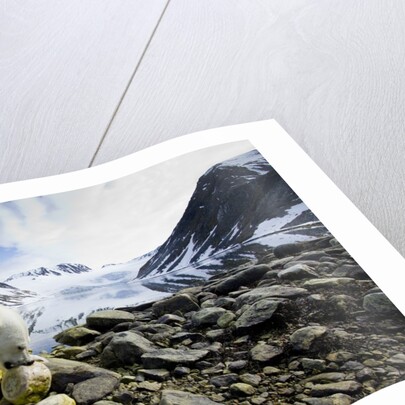 Polar Bear, Svalbard, Norway by Anonymous