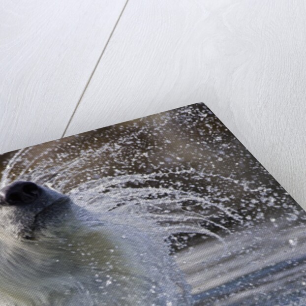 Polar Bear, Svalbard, Norway by Anonymous