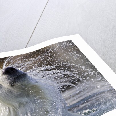 Polar Bear, Svalbard, Norway by Anonymous