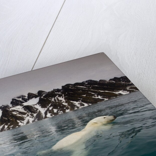 Polar Bear, Svalbard, Norway by Anonymous