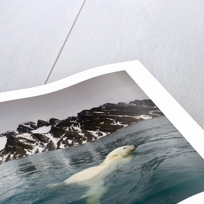 Polar Bear, Svalbard, Norway by Anonymous