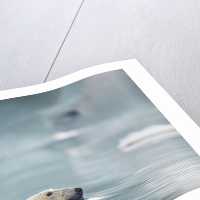Polar Bear, Svalbard, Norway by Anonymous