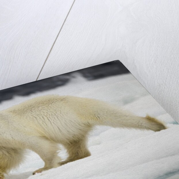 Polar Bear, Svalbard, Norway by Anonymous