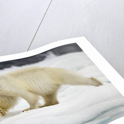 Polar Bear, Svalbard, Norway by Anonymous