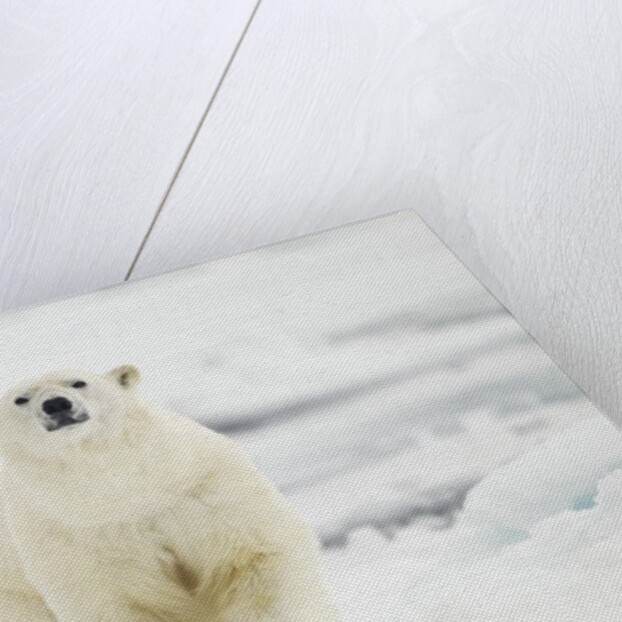 Polar Bear, Svalbard, Norway by Anonymous