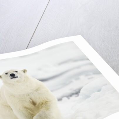 Polar Bear, Svalbard, Norway by Anonymous