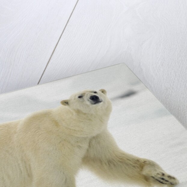 Polar Bear, Svalbard, Norway by Anonymous
