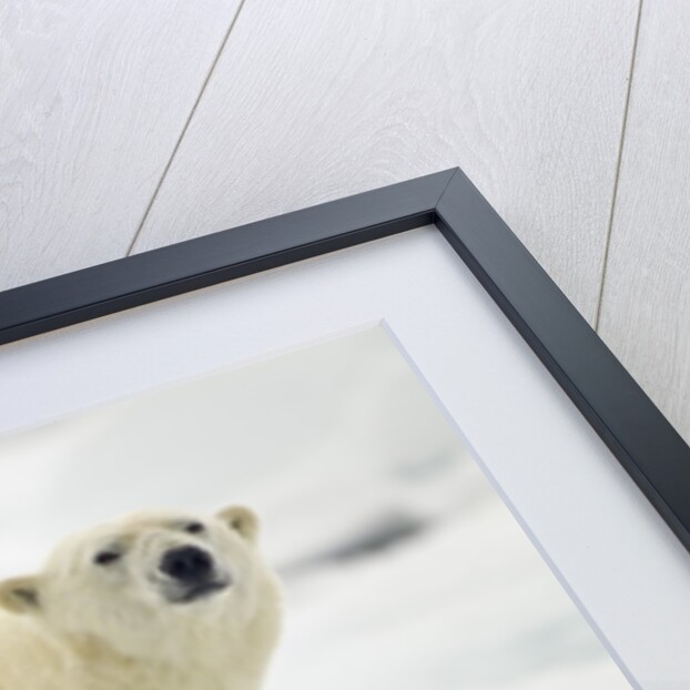 Polar Bear, Svalbard, Norway by Anonymous