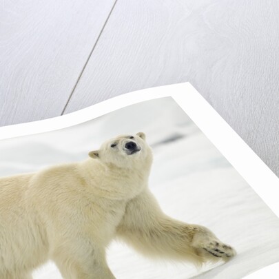 Polar Bear, Svalbard, Norway by Anonymous