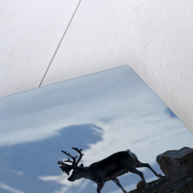 Reindeer, Svalbard, Norway by Anonymous