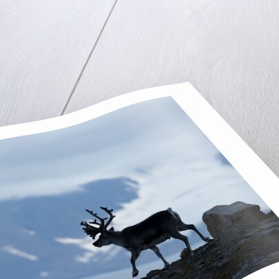 Reindeer, Svalbard, Norway by Anonymous