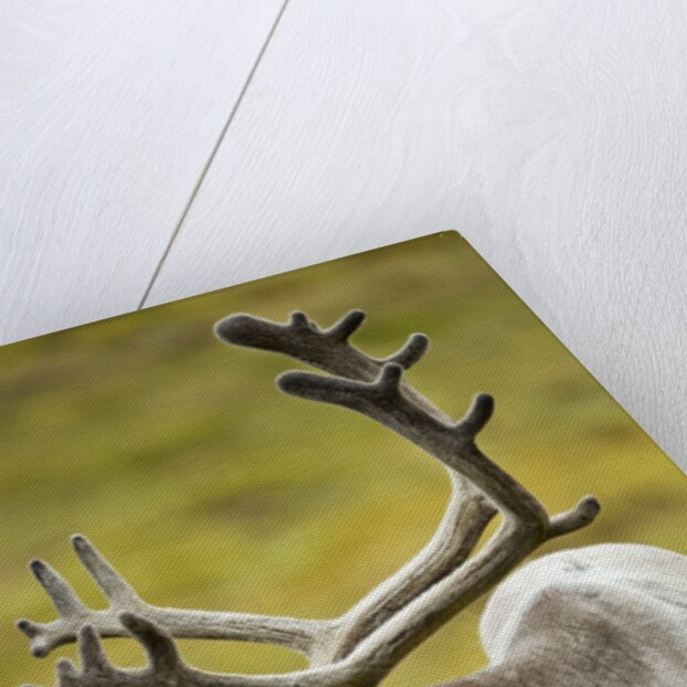 Reindeer, Svalbard, Norway by Anonymous