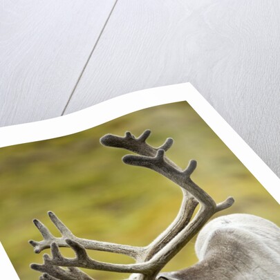 Reindeer, Svalbard, Norway by Anonymous