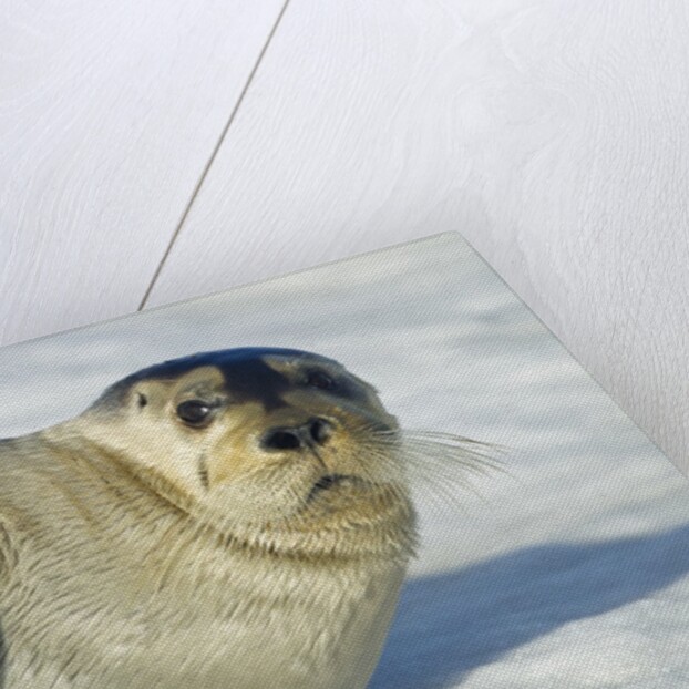 Bearded Seal, Svalbard, Norway by Anonymous
