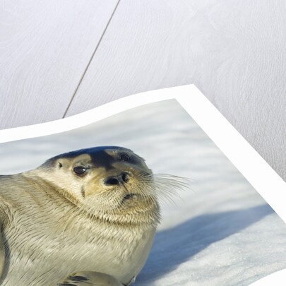 Bearded Seal, Svalbard, Norway by Anonymous