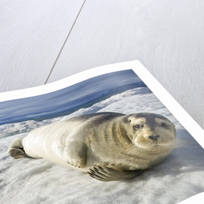 Bearded Seal, Svalbard, Norway by Anonymous