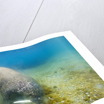 Walrus, Svalbard, Norway by Anonymous