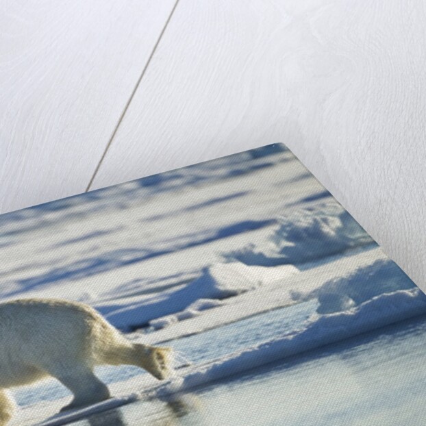 Polar Bear, Svalbard, Norway by Anonymous