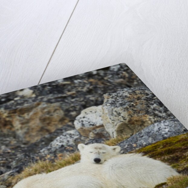 Polar Bear, Svalbard, Norway by Anonymous