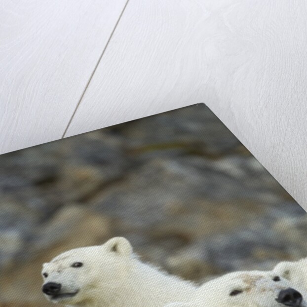 Polar Bear, Svalbard, Norway by Anonymous