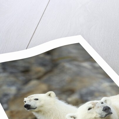 Polar Bear, Svalbard, Norway by Anonymous