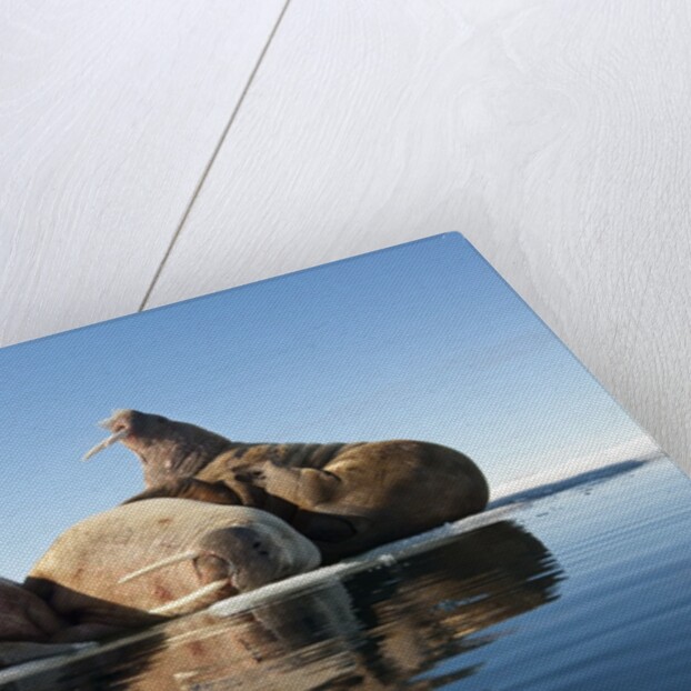 Walrus, Svalbard, Norway by Anonymous