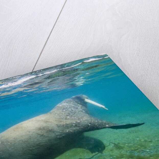 Walrus, Svalbard, Norway by Anonymous
