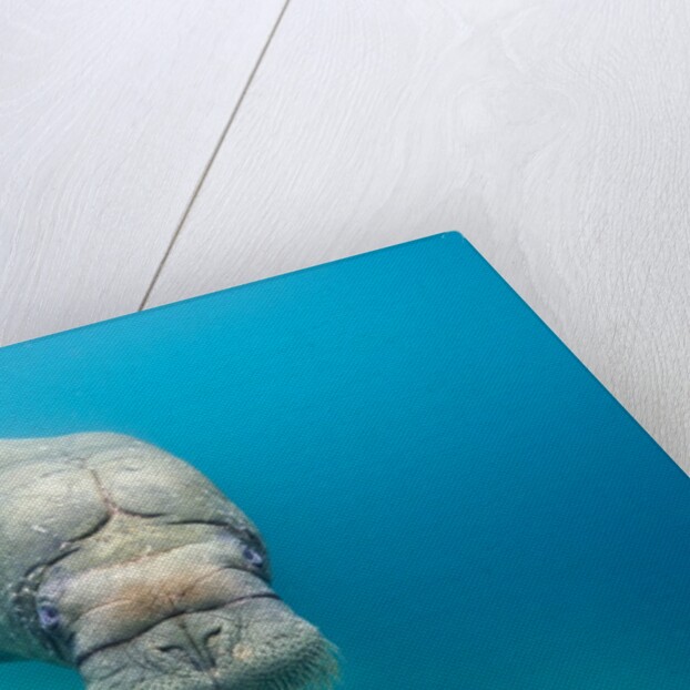 Walrus, Svalbard, Norway by Anonymous