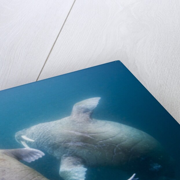 Walrus, Svalbard, Norway by Anonymous