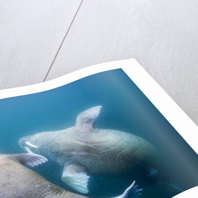 Walrus, Svalbard, Norway by Anonymous