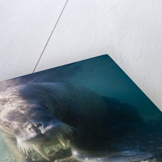 Walrus, Svalbard, Norway by Anonymous