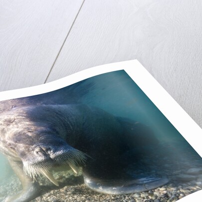 Walrus, Svalbard, Norway by Anonymous