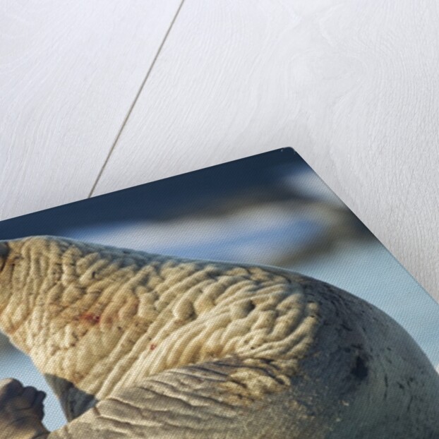 Walrus, Svalbard, Norway by Anonymous