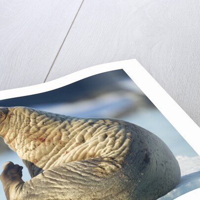 Walrus, Svalbard, Norway by Anonymous