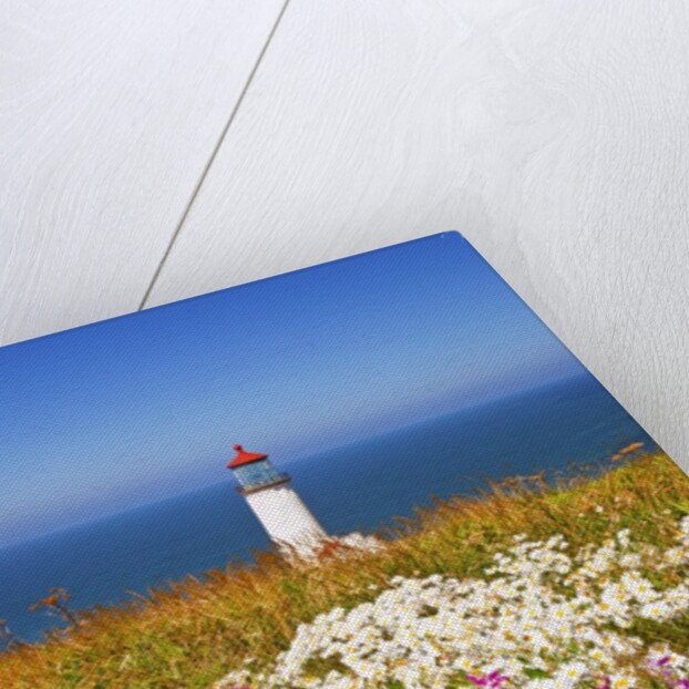 wildflwers at North Head Lighthouse, Washington State, Pacific Ocean, Pacific Northwest. by Anonymous