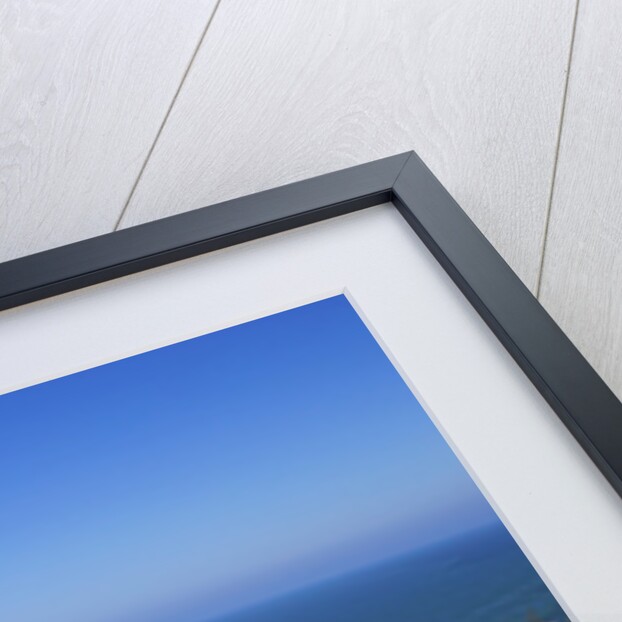 wildflwers at North Head Lighthouse, Washington State, Pacific Ocean, Pacific Northwest. by Anonymous