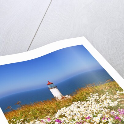 wildflwers at North Head Lighthouse, Washington State, Pacific Ocean, Pacific Northwest. by Anonymous