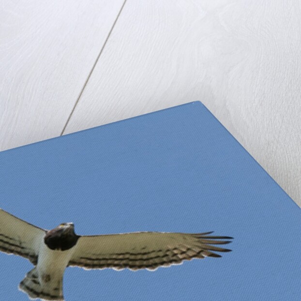 Black Chested Snake Eagle (Circaetus pectoralis) in blue sky by Anonymous