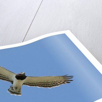 Black Chested Snake Eagle (Circaetus pectoralis) in blue sky by Anonymous