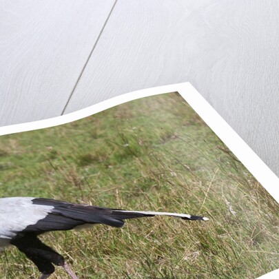 Secretary Bird (Sagittarius serpentarius) by Anonymous