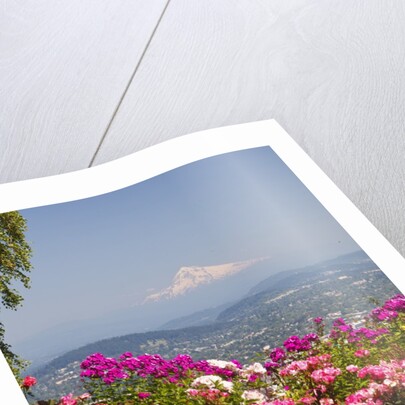 rose garden adds beauty to Mt.Hood from Pittock Mansion. Portland Oregon. Pacific Northwest. by Anonymous