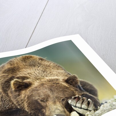 Brown Bear, Katmai National Park, Alaska by Anonymous