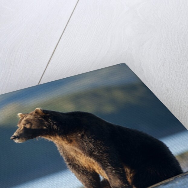 Brown Bear, Katmai National Park, Alaska by Anonymous