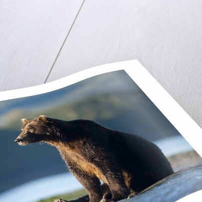Brown Bear, Katmai National Park, Alaska by Anonymous