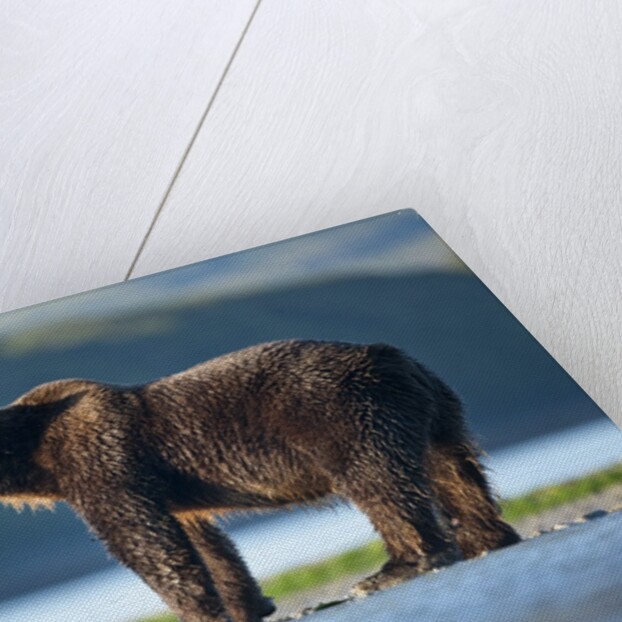Brown Bear, Katmai National Park, Alaska by Anonymous