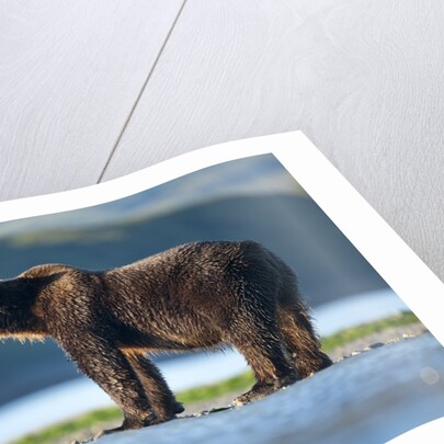 Brown Bear, Katmai National Park, Alaska by Anonymous
